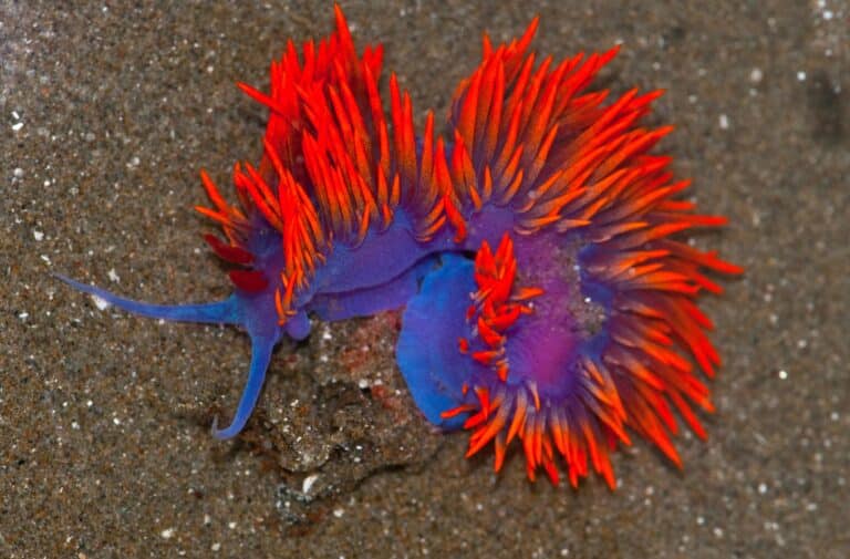 spanish shawl nudibranch (flabellina iodinea) spanish shawl nudibranch (flabellina iodinea)