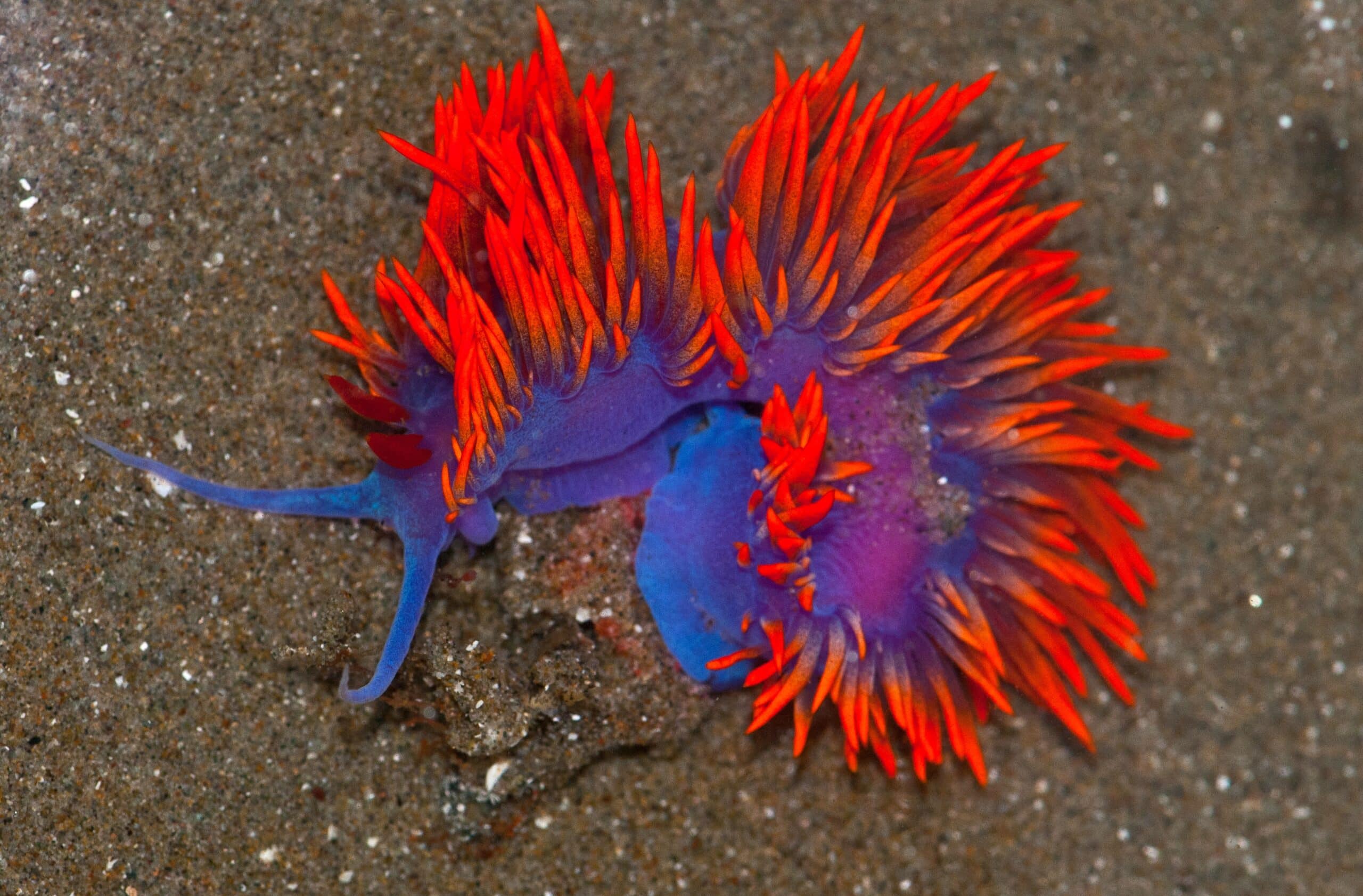 spanish shawl nudibranch (flabellina iodinea) spanish shawl nudibranch (flabellina iodinea)