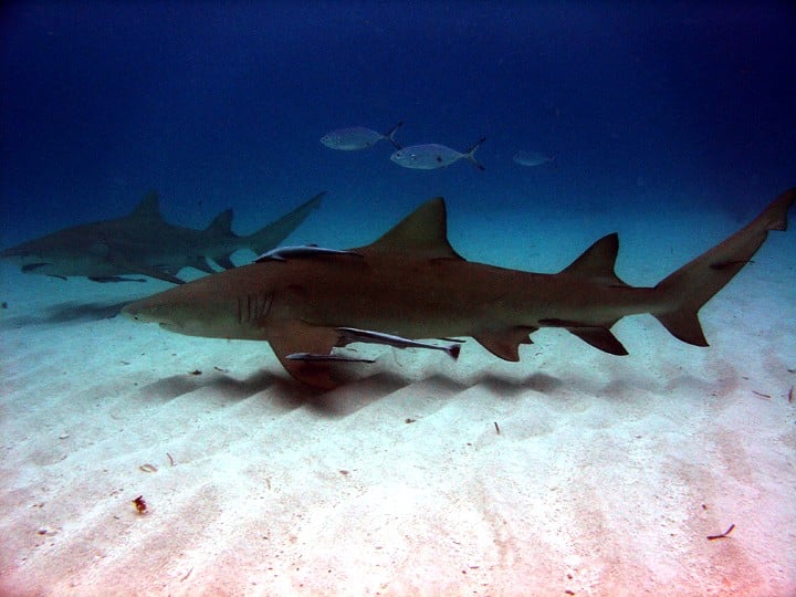 negaprion brevirostris bahamas negaprion brevirostris bahamas