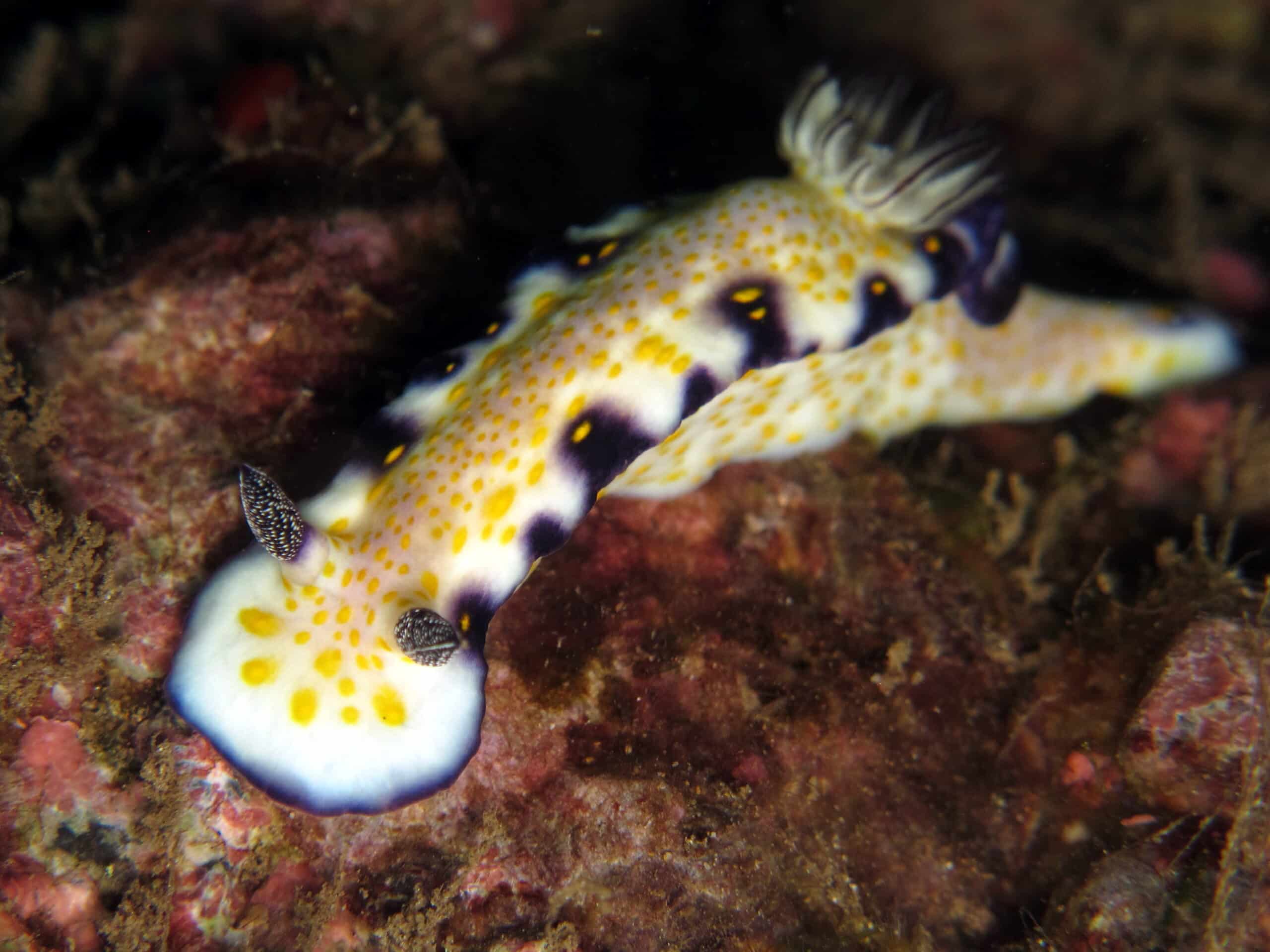 nudibranch risbecia imperialis 2 nudibranch risbecia imperialis 2