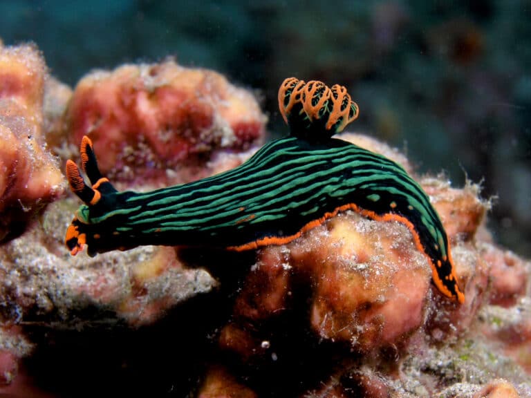 file:nembrotha kubaryana (nudibranch).jpg file:nembrotha kubaryana (nudibranch).jpg