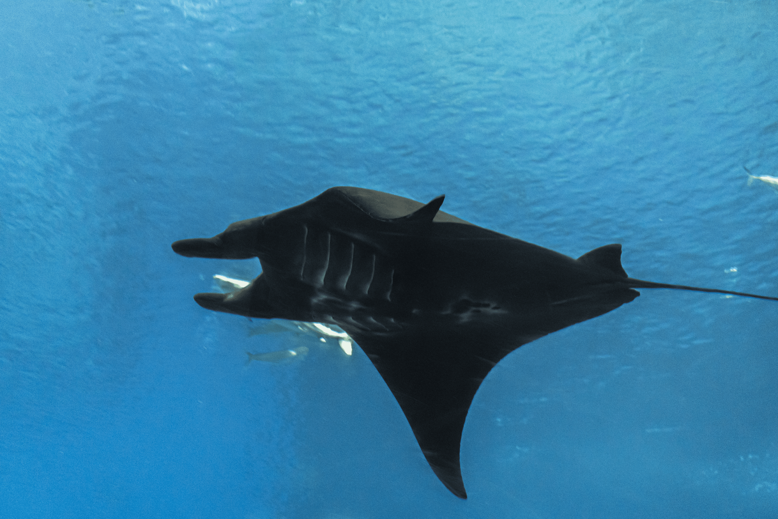 okinawa black manta ray