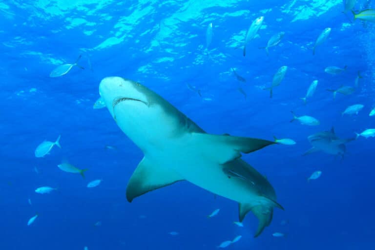 img 0891cra lemon shark (negaprion brevirostris) img 0891cra lemon shark (negaprion brevirostris)