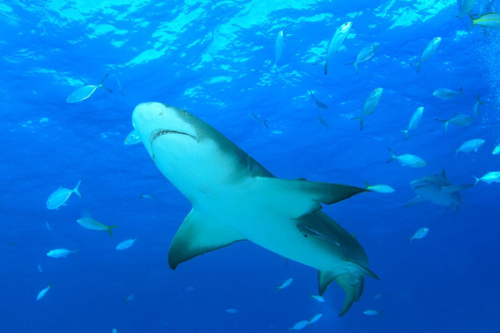 img 0891cra lemon shark (negaprion brevirostris) img 0891cra lemon shark (negaprion brevirostris)