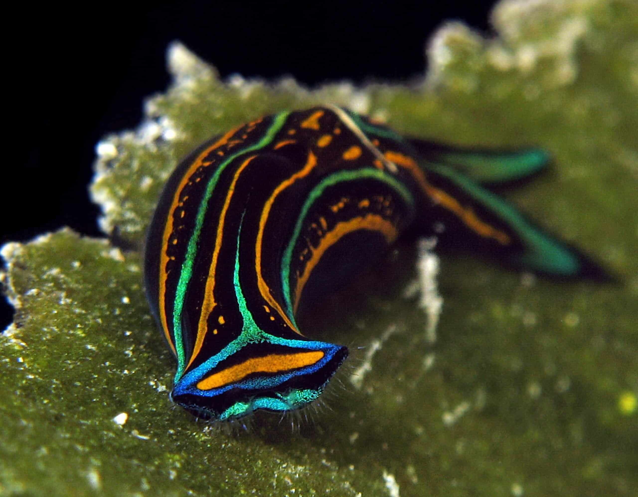 nudibranch chelinodura hirundinina 17 good 3 nudibranch chelinodura hirundinina 17 good 3