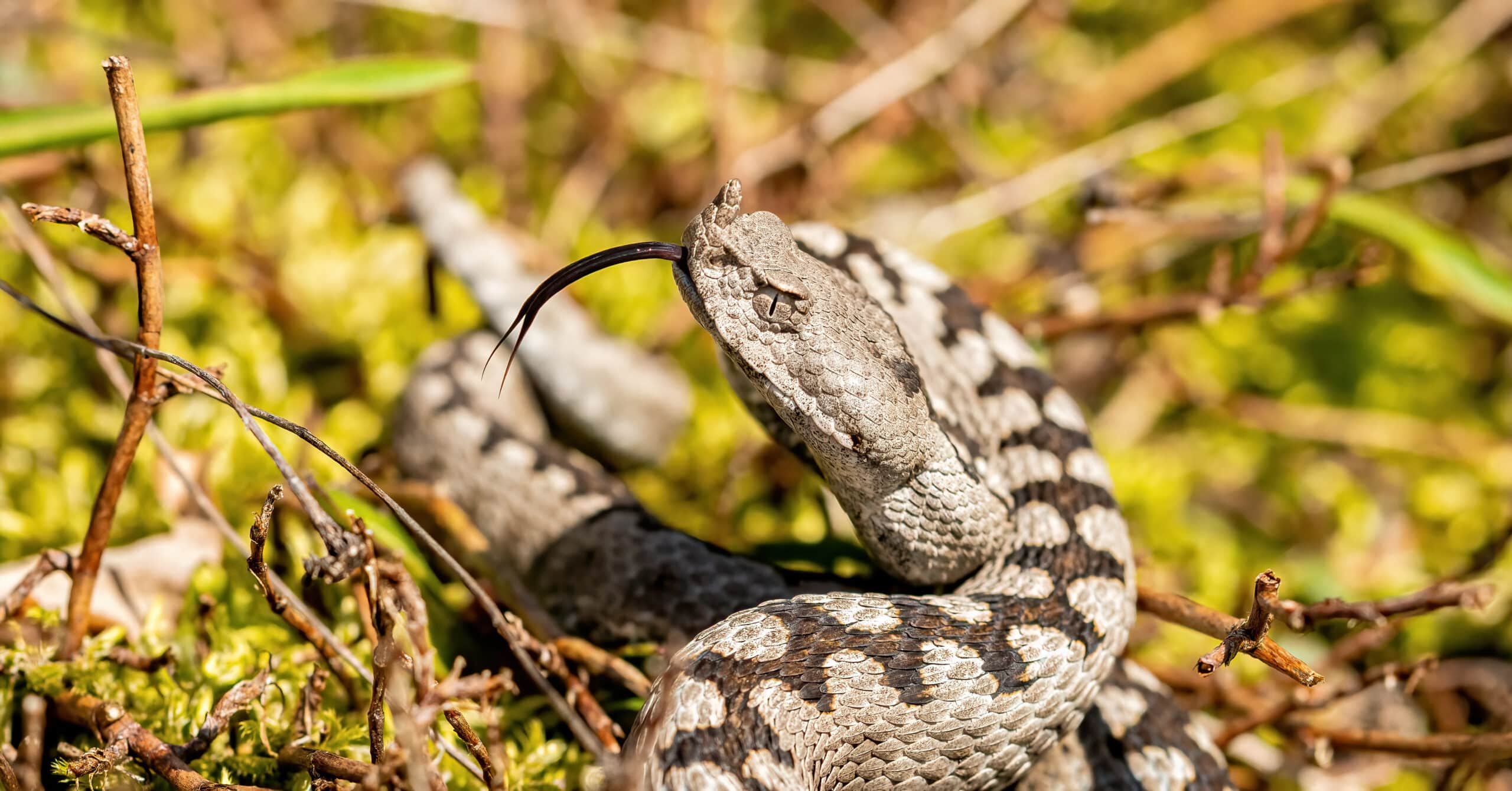 vipera ammodytes dettaglio del capo