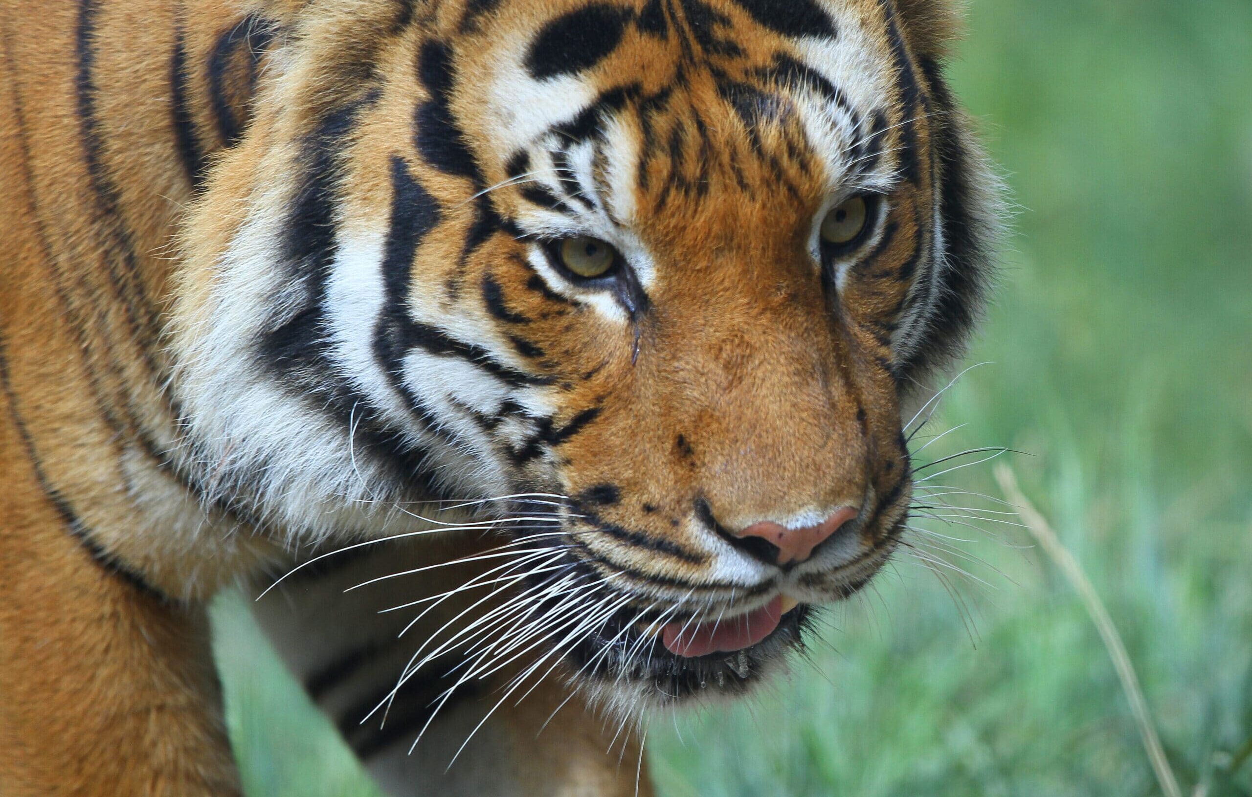 malay tiger malay tiger Malayan Tiger