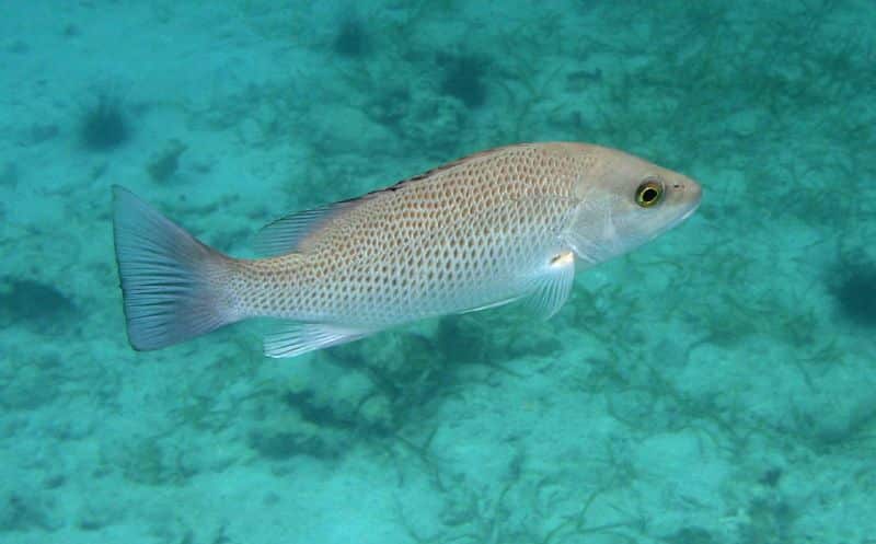 grey snapper lutjanus griseus