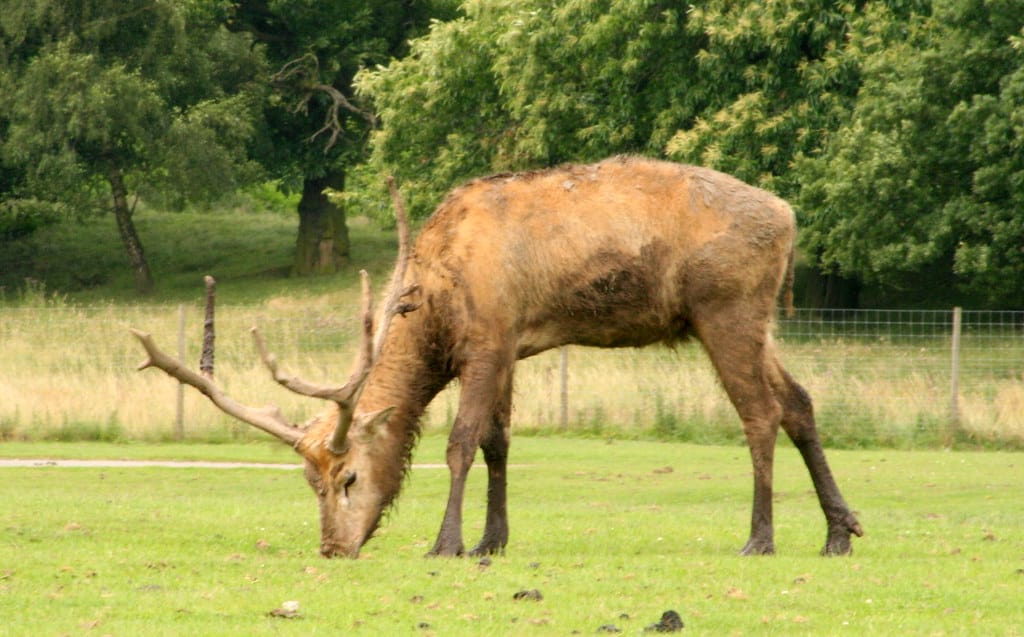 elaphurus davidianus the pere david’s deer knowsley safari park