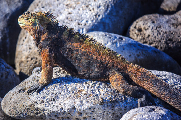 dry landing excursion to isla lobos amblyrhynchus cristatus marine iguana (16503527890)