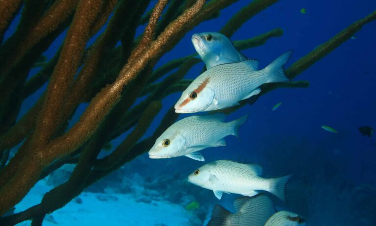 gray snappers on santa cruz beach (5264687251) Mangrove Snapper
