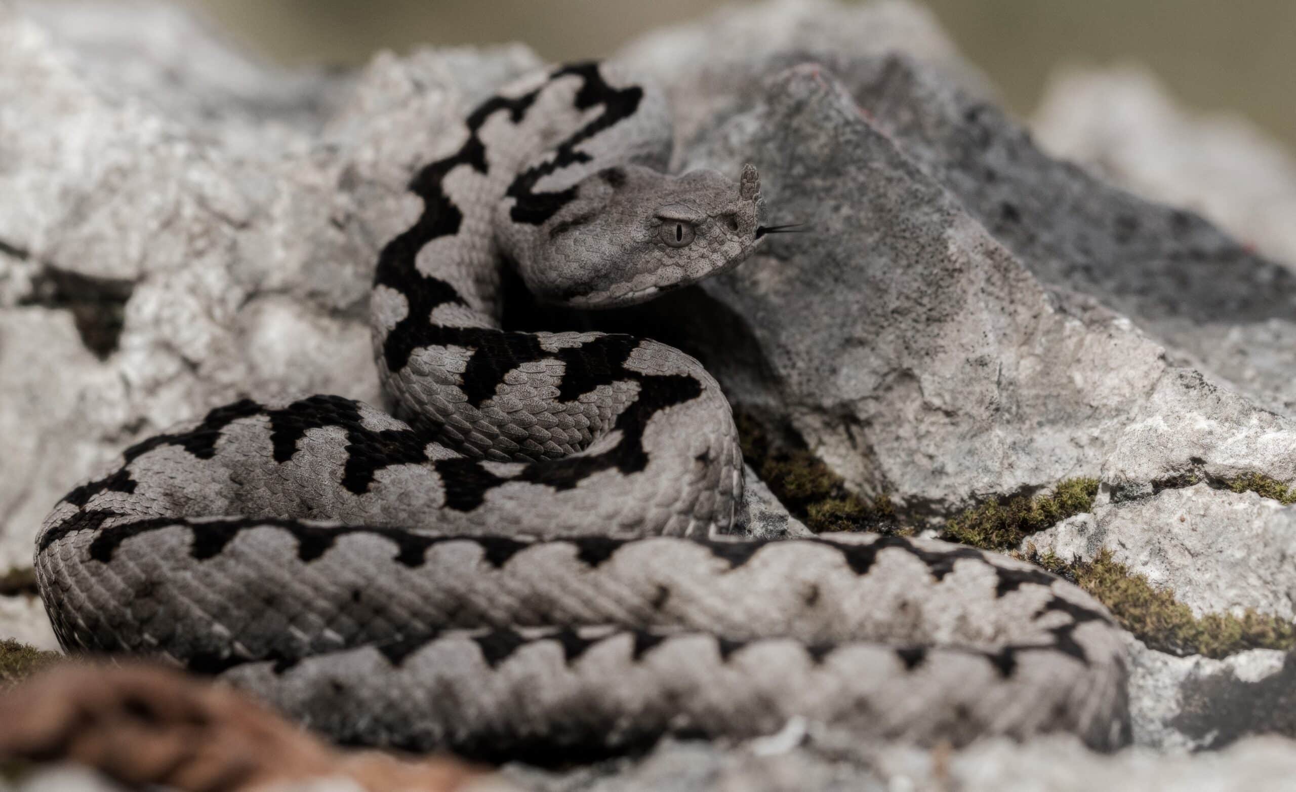vipera ammodytes esemplare di un giovane maschio