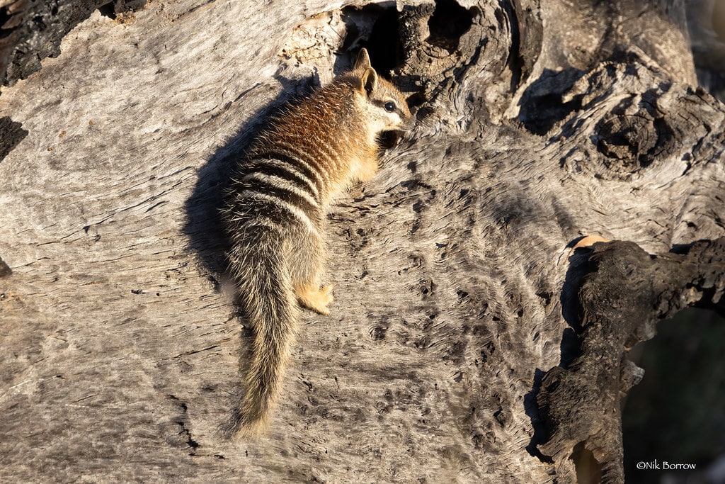 numbat myrmecobius fasciatus numbat myrmecobius fasciatus