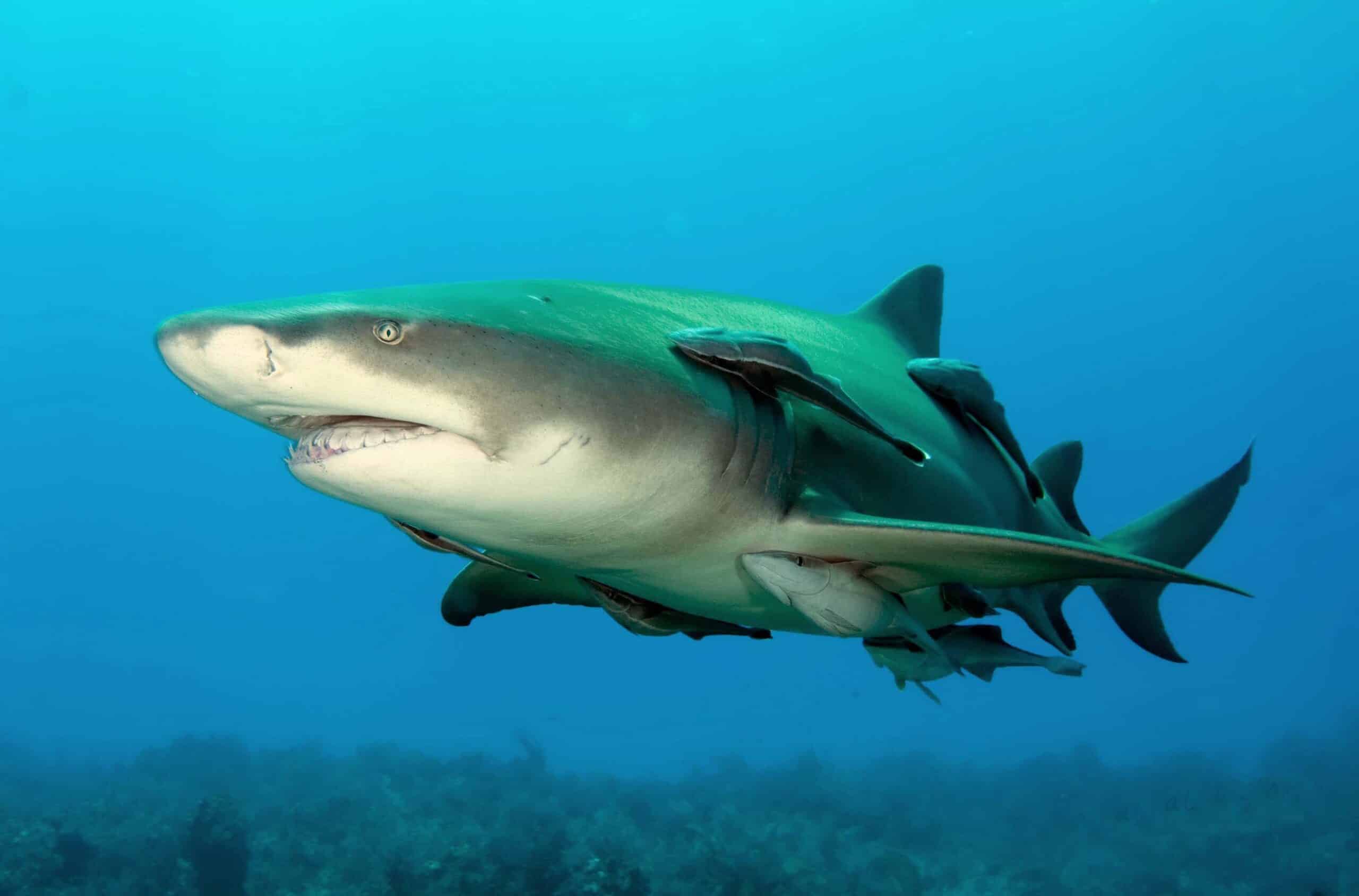 lemonshark (2) lemonshark (2) Lemon Shark