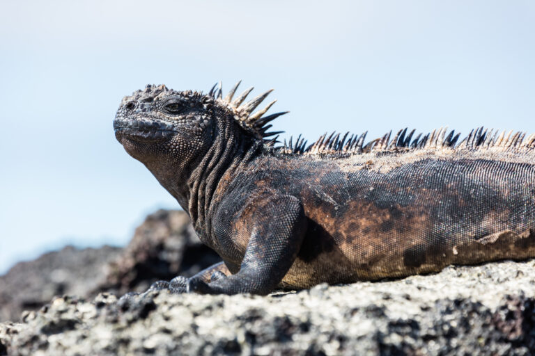 File:Iguana marina (Amblyrhynchus cristatus), Las Bachas, isla Santa Cruz, islas Galápagos, Ecuador, 2015-07-23, DD 24.jpg Marine Iguana
