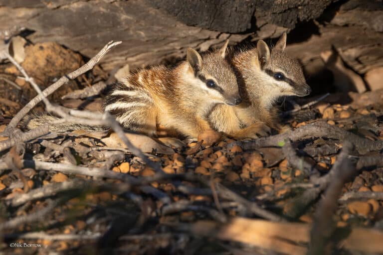 numbat myrmecobius fasciatus numbat myrmecobius fasciatus