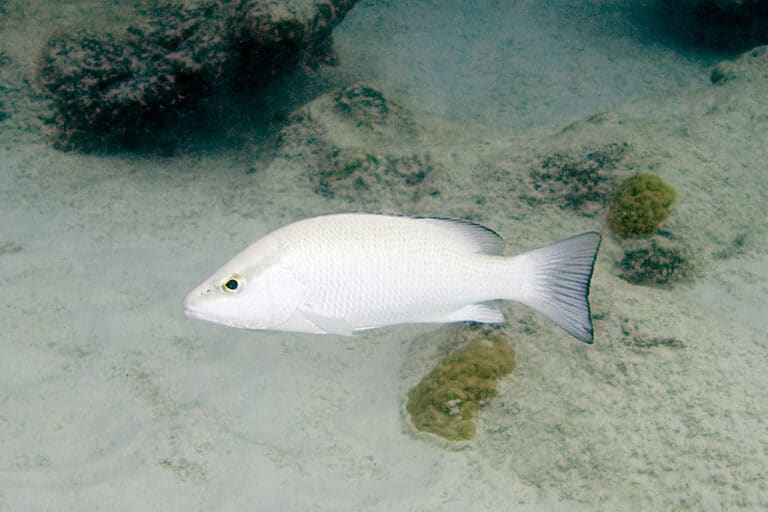 gray snapper lutjanus griseus