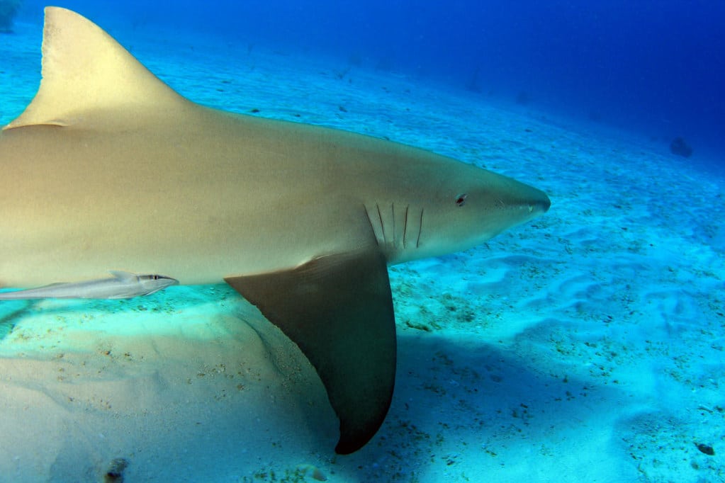 img 0880bcra lemon shark (negaprion brevirostris) img 0880bcra lemon shark (negaprion brevirostris)