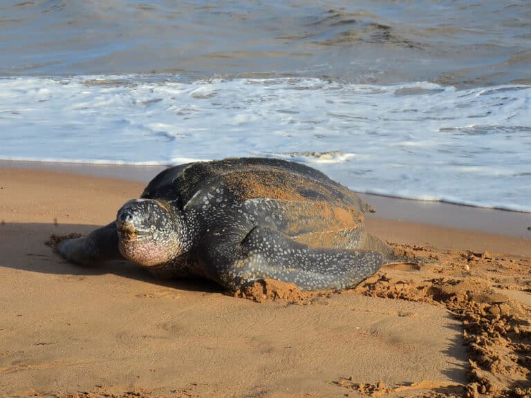 suriname : leatherback arriving in the early morning hours.