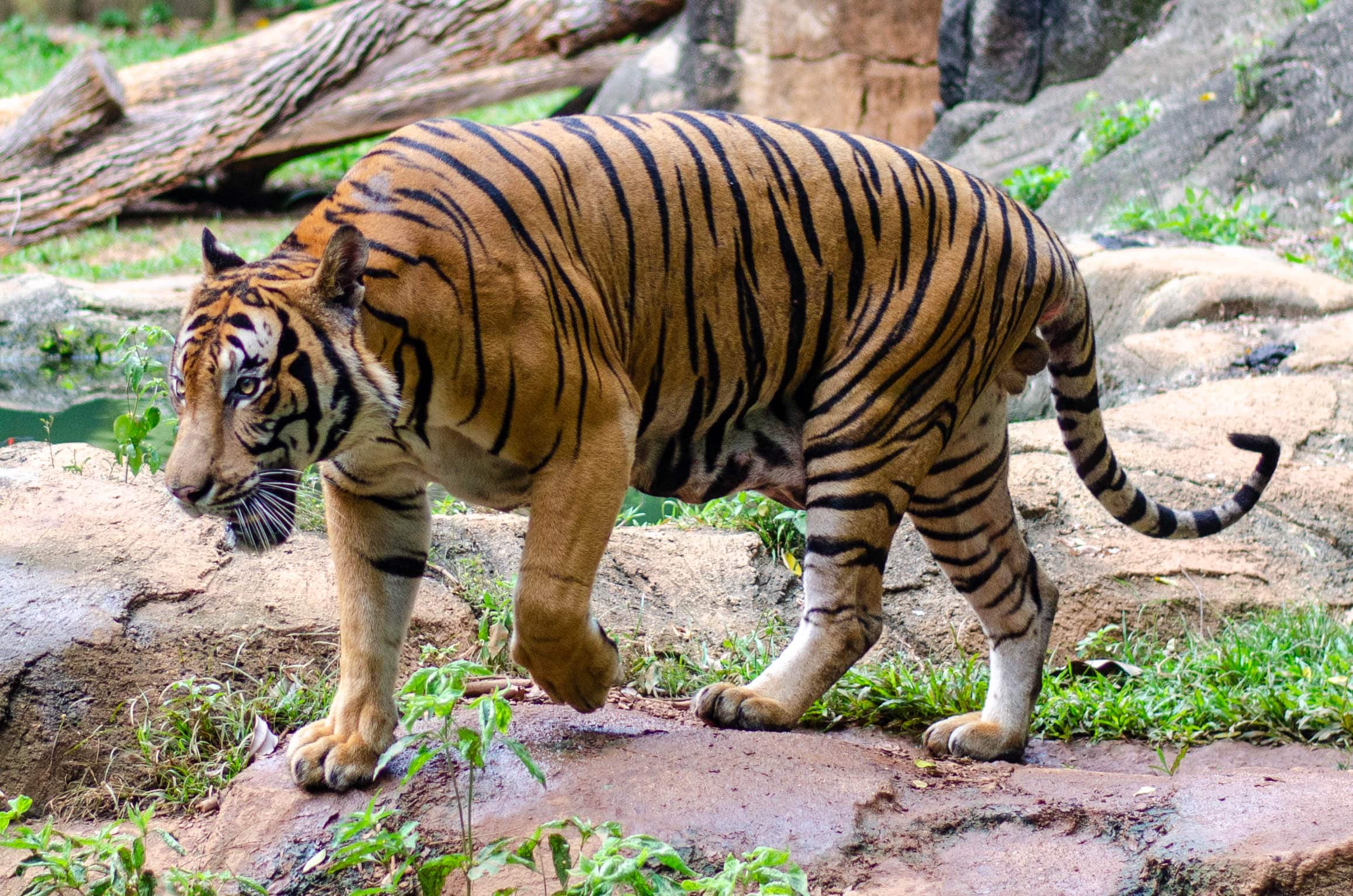 malayan tiger walking2 malayan tiger walking2