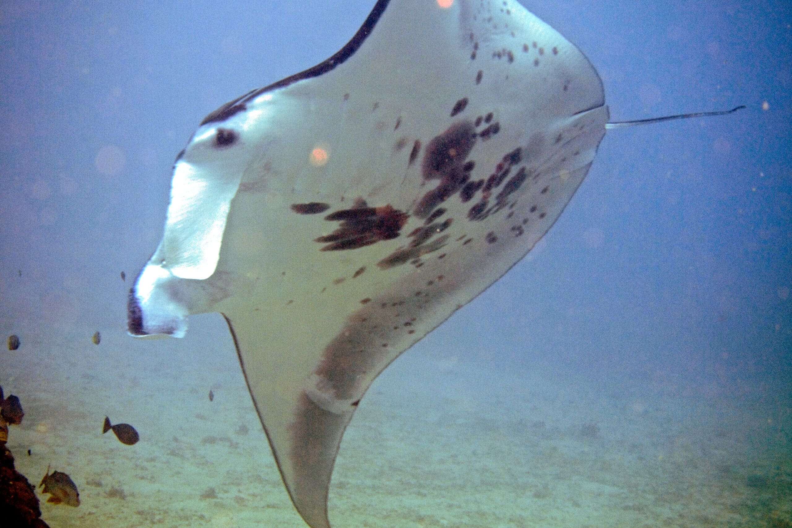 reef manta ray (14463935971)