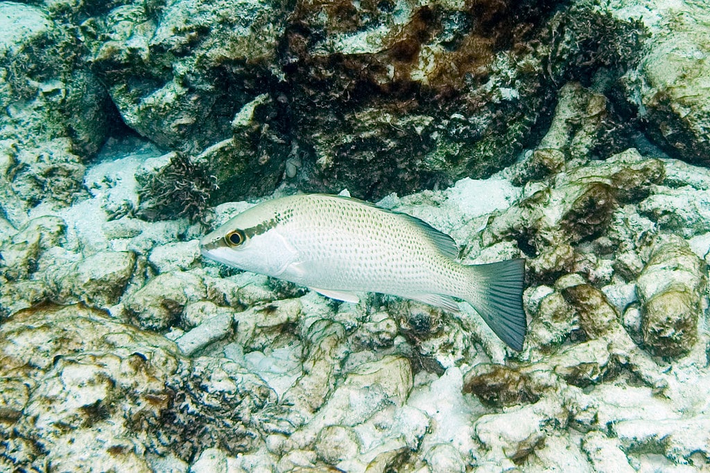 gray snapper lutjanus griseus