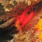 Disco Clam