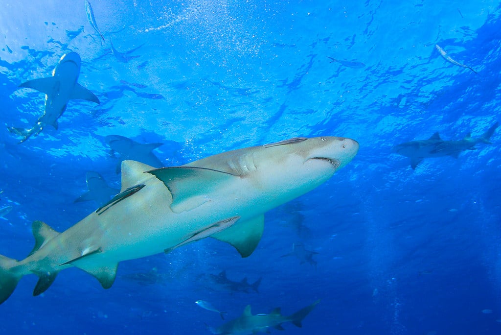 img 0912cra lemon shark (negaprion brevirostris) img 0912cra lemon shark (negaprion brevirostris)
