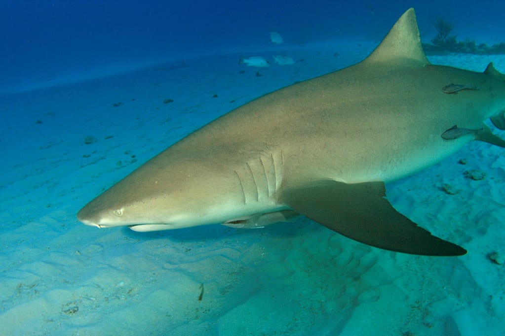 img 0879cra lemon shark (negaprion brevirostris) img 0879cra lemon shark (negaprion brevirostris)