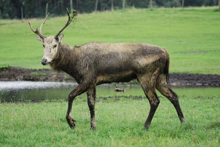 file:elaphurus davidianus 001.jpg Père David’s Deer