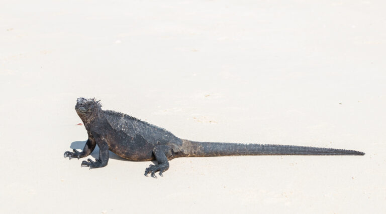 File:Iguana marina (Amblyrhynchus cristatus), Las Bachas, isla Santa Cruz, islas Galápagos, Ecuador, 2015-07-23, DD 26.jpg