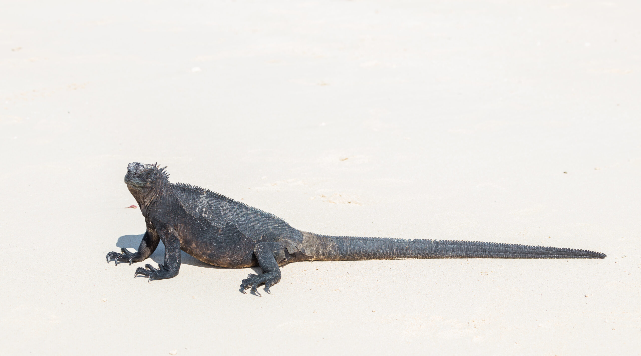 File:Iguana marina (Amblyrhynchus cristatus), Las Bachas, isla Santa Cruz, islas Galápagos, Ecuador, 2015-07-23, DD 26.jpg