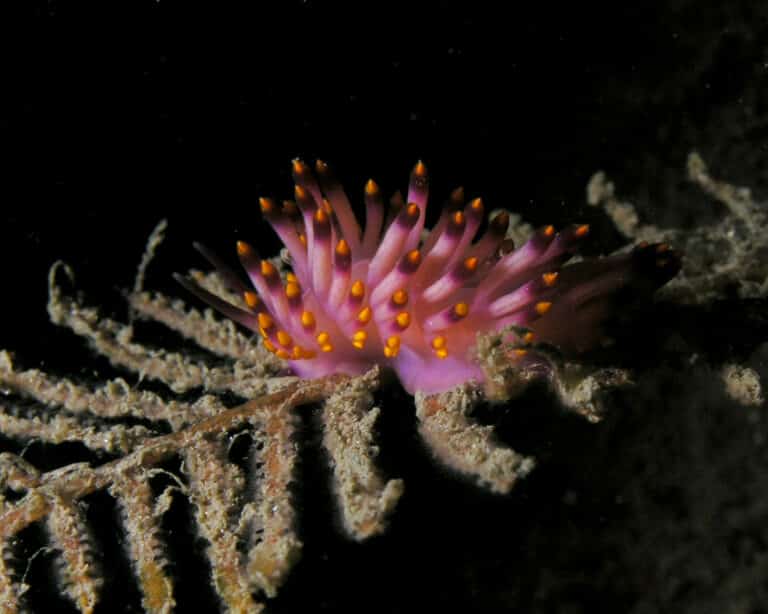 flabellina pedata nudibranch flabellina pedata nudibranch