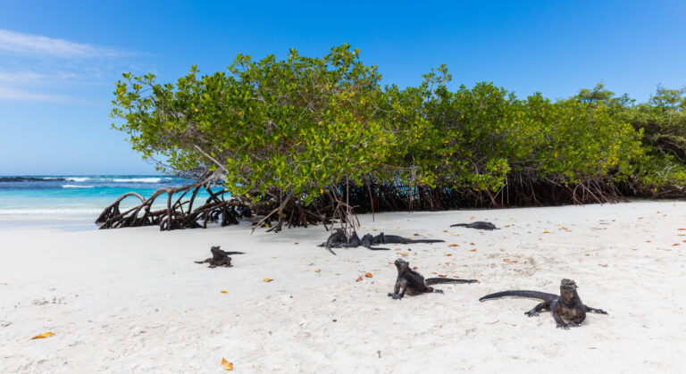 Iguanas marinas (Amblyrhynchus cristatus), Bahía Tortuga, isla Santa Cruz, islas Galápagos, Ecuador, 2015-07-26, DD 28