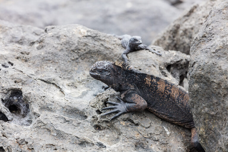 Iguana marina (Amblyrhynchus cristatus), isla Lobos, islas Galápagos, Ecuador, 2015-07-25, DD 48