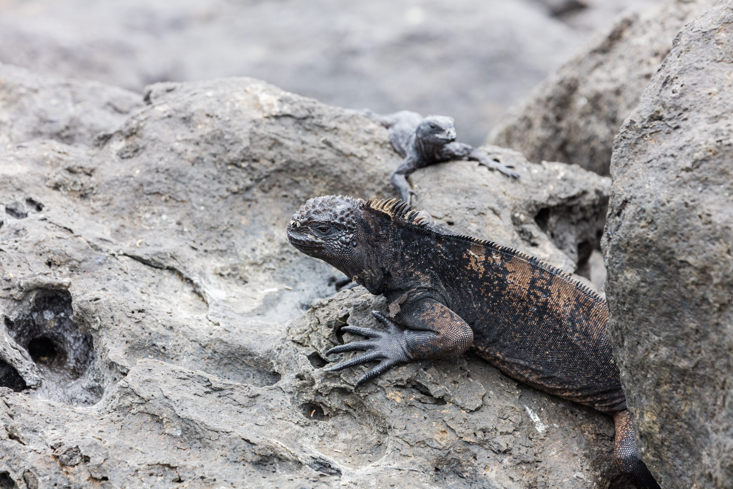 Iguana marina (Amblyrhynchus cristatus), isla Lobos, islas Galápagos, Ecuador, 2015-07-25, DD 48