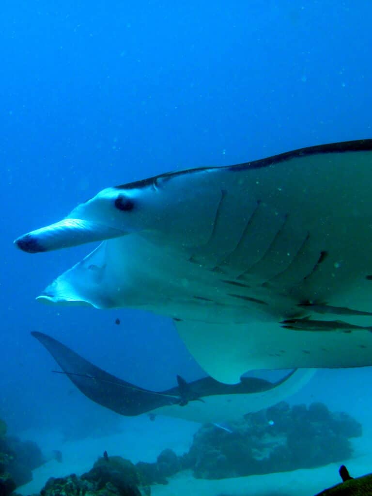 manta ray in german channel, palau (10059127034)