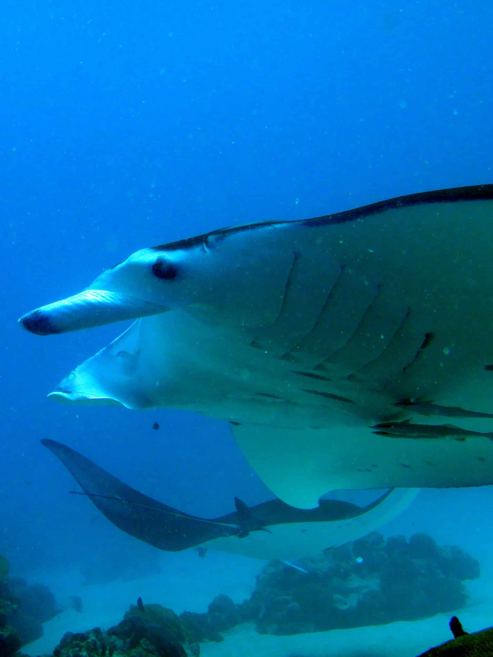 manta ray in german channel, palau (10059127034)