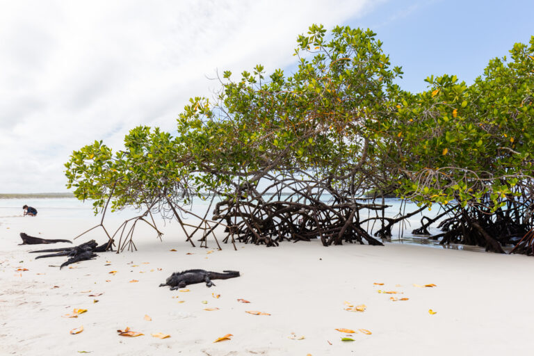 Iguanas marinas (Amblyrhynchus cristatus), Bahía Tortuga, isla Santa Cruz, islas Galápagos, Ecuador, 2015-07-26, DD 29