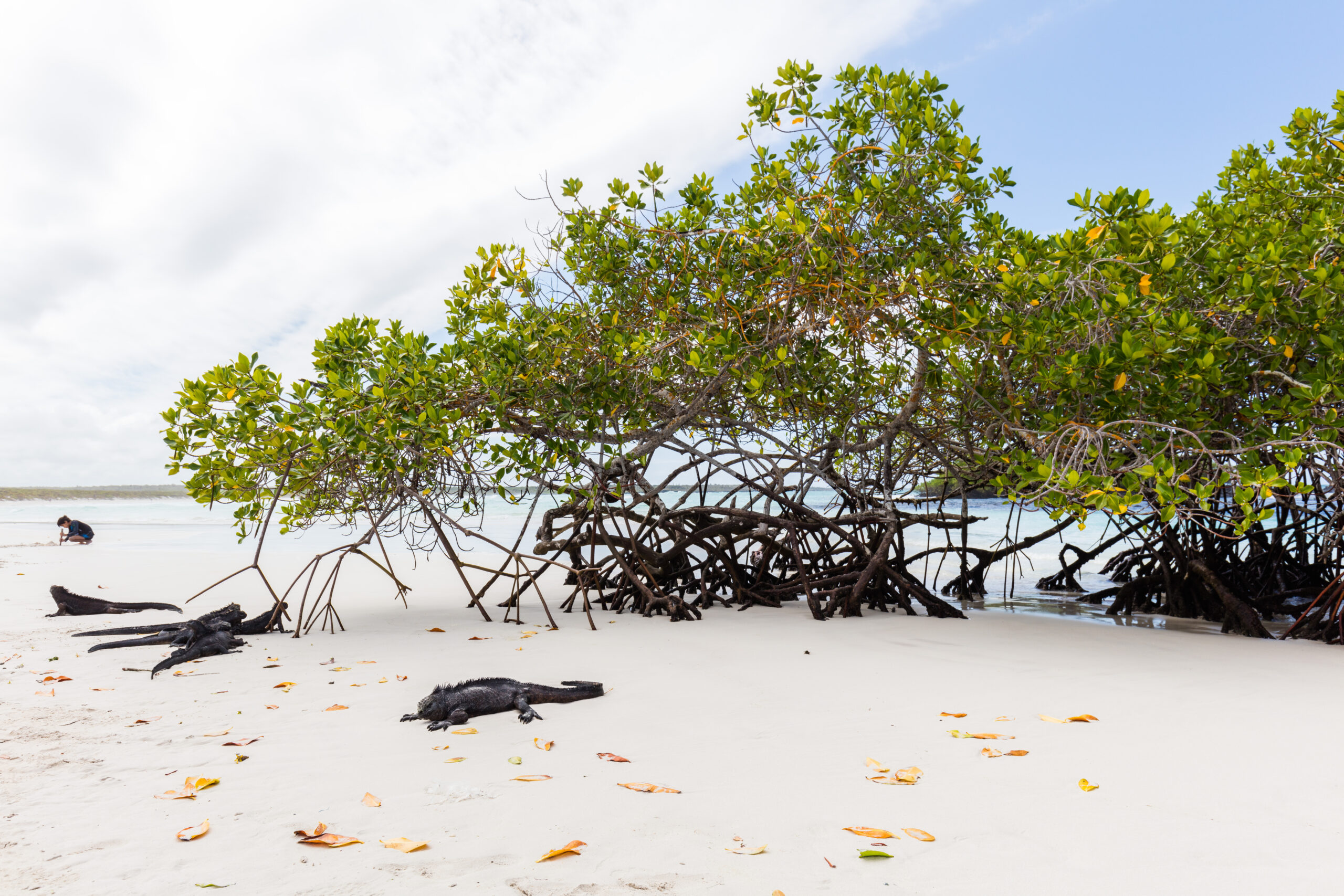 Iguanas marinas (Amblyrhynchus cristatus), Bahía Tortuga, isla Santa Cruz, islas Galápagos, Ecuador, 2015-07-26, DD 29