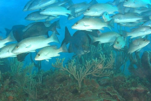 img 2413acs gray snapper (lutjanus griseus)