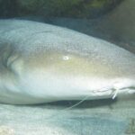 Nurse Shark