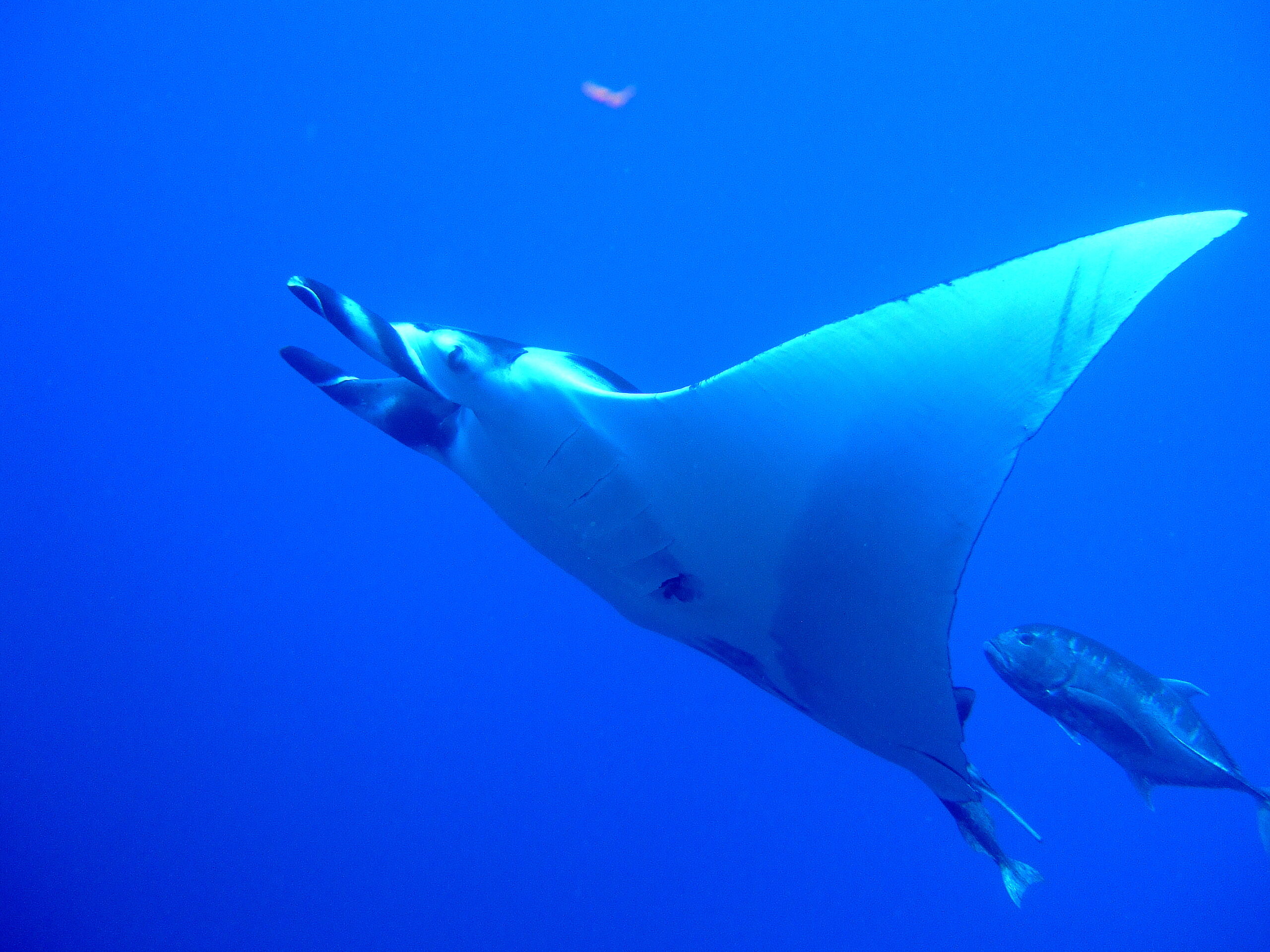 elphinstone reef manta ray