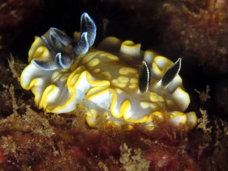 nudibranch glossodoris tomsmithsoni 2 nudibranch glossodoris tomsmithsoni 2