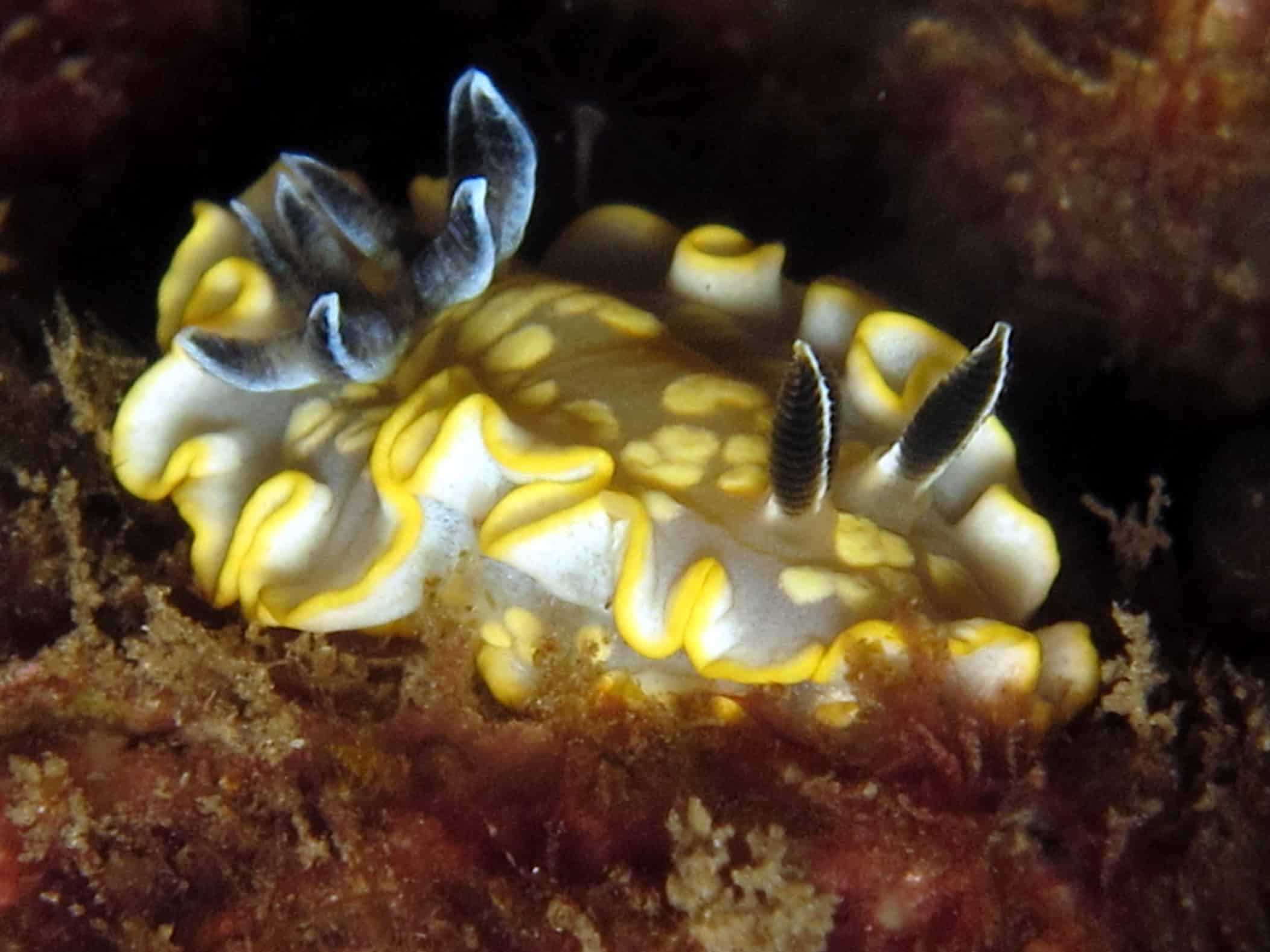 nudibranch glossodoris tomsmithsoni 2 nudibranch glossodoris tomsmithsoni 2