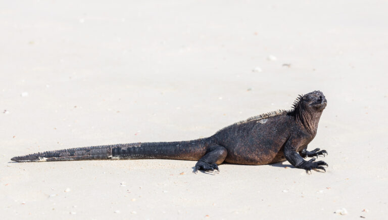 File:Iguana marina (Amblyrhynchus cristatus), Las Bachas, isla Santa Cruz, islas Galápagos, Ecuador, 2015-07-23, DD 33.jpg