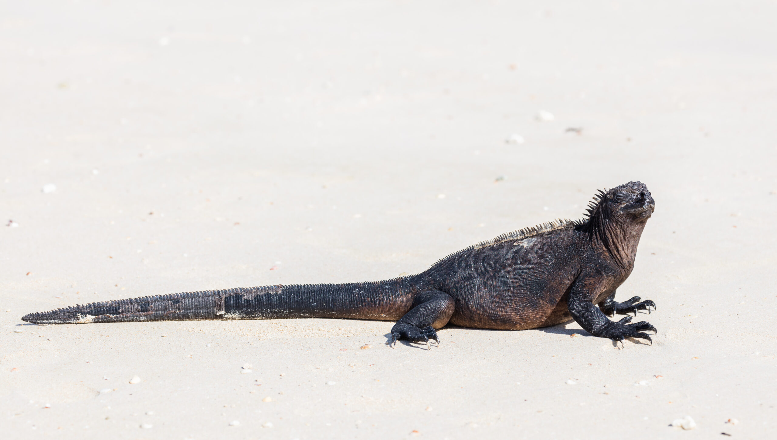 File:Iguana marina (Amblyrhynchus cristatus), Las Bachas, isla Santa Cruz, islas Galápagos, Ecuador, 2015-07-23, DD 33.jpg