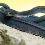 Dragon Snake (Javan Tubercle Snake, Javan Mudsnake)