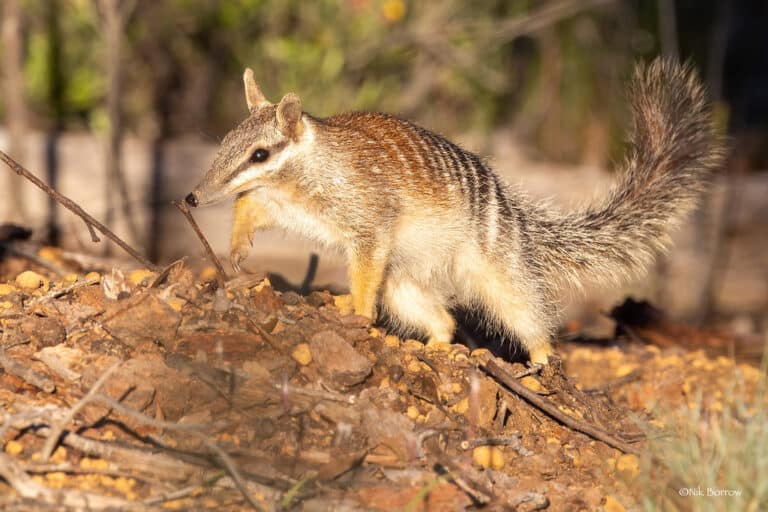 numbat myrmecobius fasciatus numbat myrmecobius fasciatus