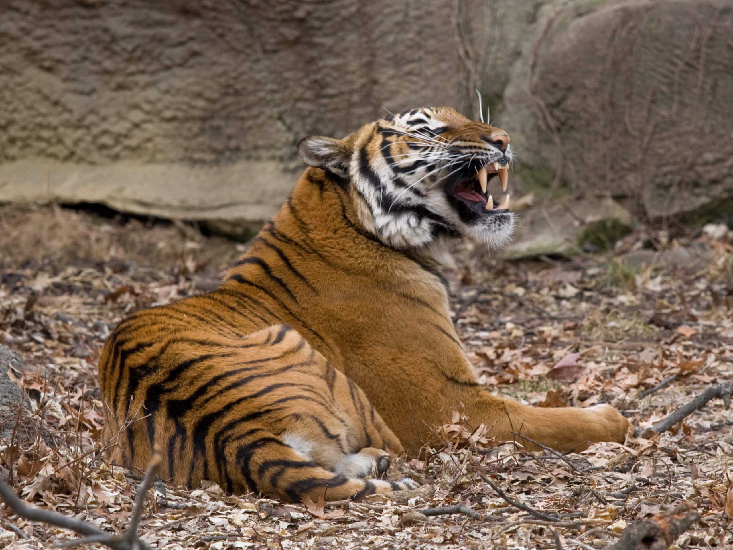 malayantiger01 malayantiger01